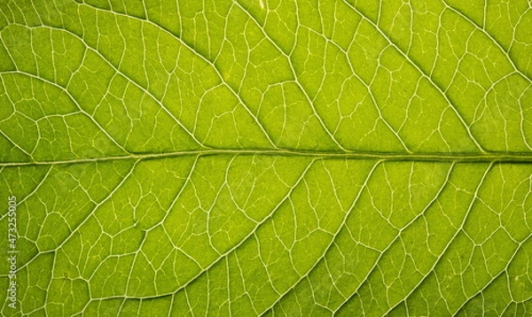 Fototapeta Close up leaf texture. Macro background
