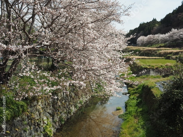 Obraz 桜