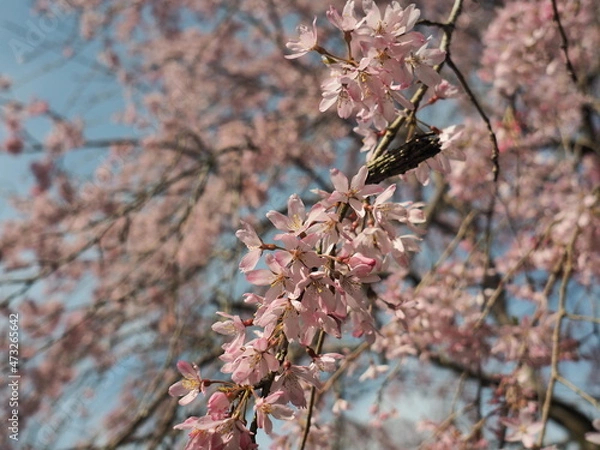 Obraz 桜