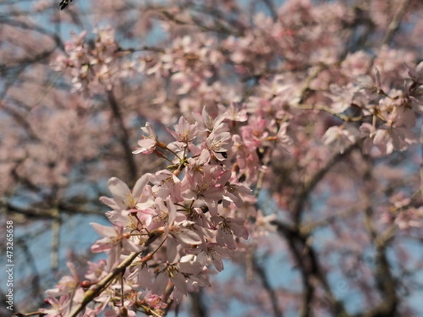 Obraz 桜