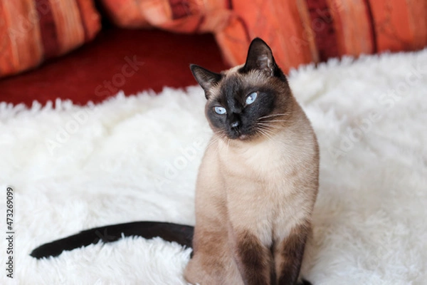 Obraz Thai cat sitting on a red sofa