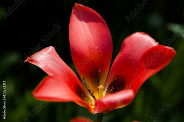 Obraz red tulip closeup