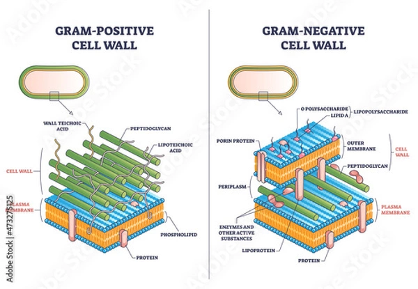 Obraz Gram positive versus negative cell wall structure differences outline diagram. Labeled educational comparison with microbiological side view vector illustration. Anatomical isolated bacterium section.