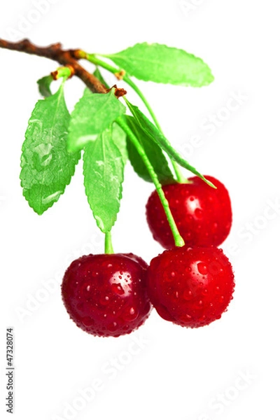 Fototapeta Cherries on a branch