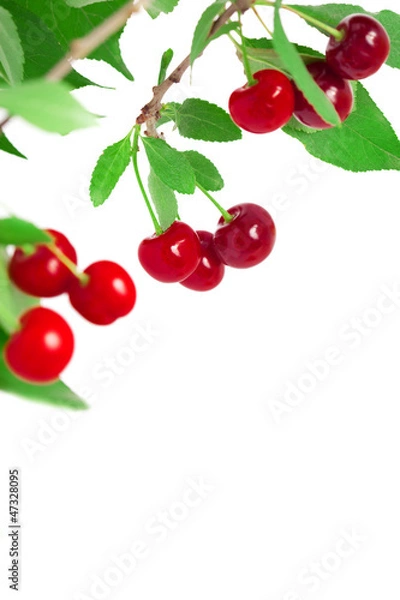 Fototapeta Cherries on a branch