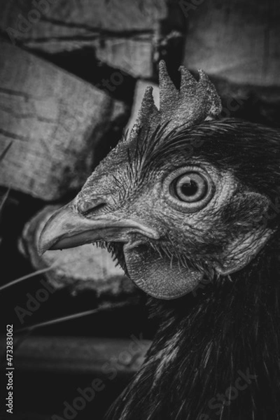 Fototapeta conceived chicken