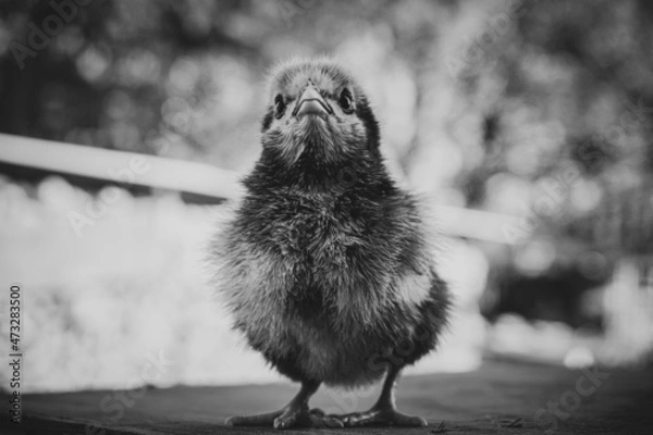 Fototapeta dreamy chicken