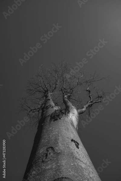 Fototapeta Lonely tree