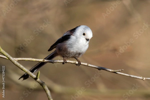 Obraz Long-tailed Tit sitting on a twig, Aegithalos caudatus, bird with white feathers and black tail, small European bird, fast and agile, looks like a small white ball