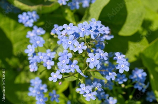 Obraz Brunnera large-leaved (Lat. Brunnera macrophylla) in the garden close-up