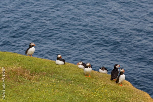 Fototapeta colony of atlantic Puffin, Heimaey, Westman Islands, Iceland