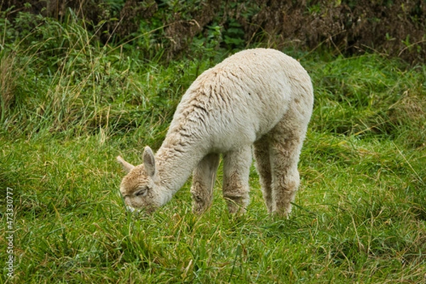 Obraz Alpaka beim Grasen