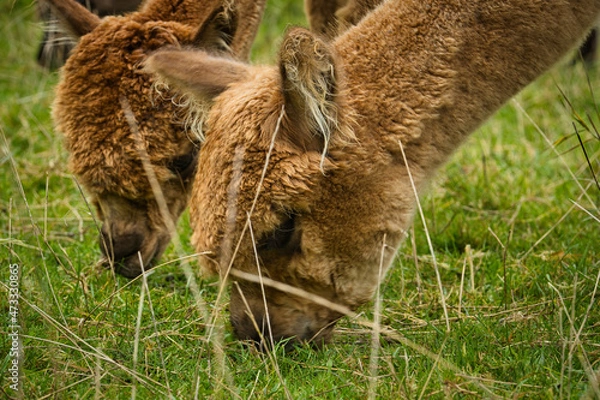 Obraz Alpaka beim Grasen