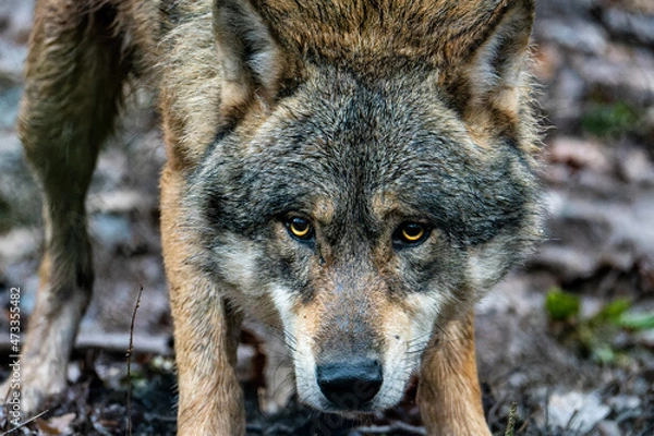 Fototapeta gray wolf portrait