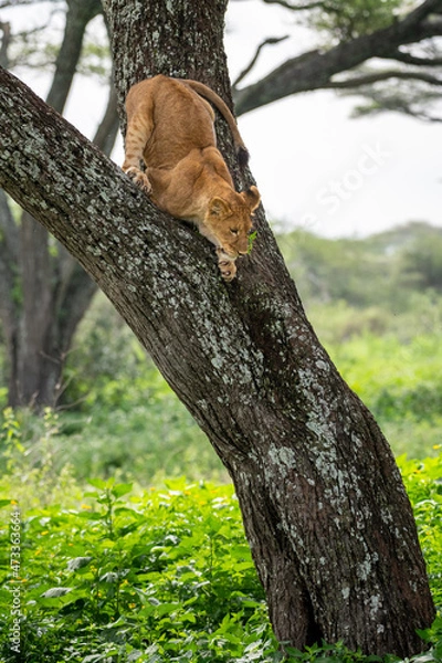Fototapeta A young lion, fearful but also brave, jumping from an acacia tree, Lake Ndutu, Tanzania, Africa.
