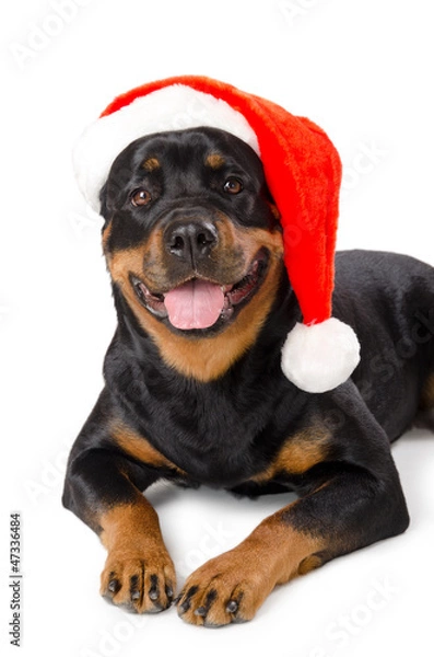 Obraz Santa Rottweiler
