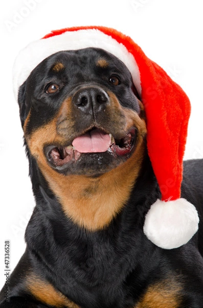 Obraz Santa Rottweiler