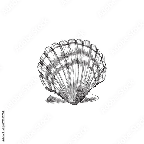 Obraz Scallop or shell in sketch style with engraving, vector illustration isolated on white background.