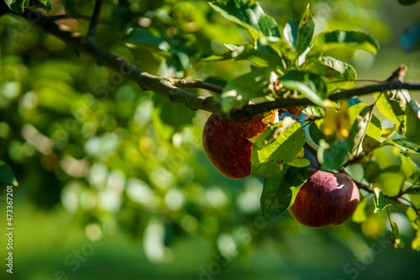 Fototapeta apples on tree