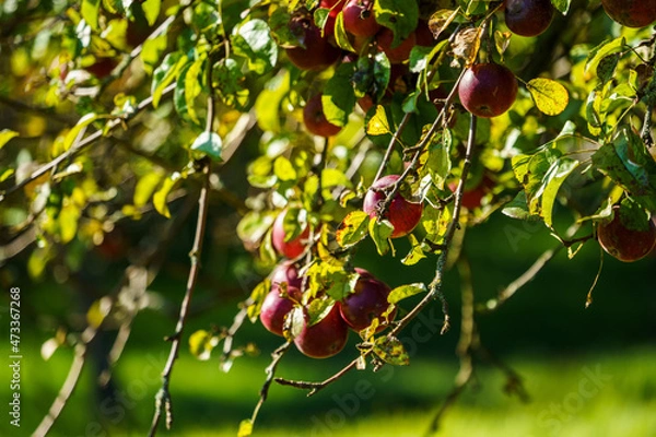 Fototapeta red apple tree