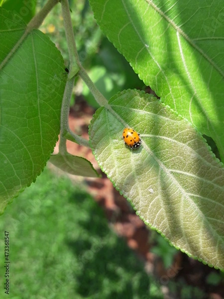 Fototapeta Lady bug on a leaf