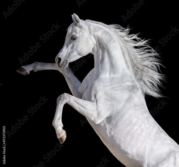 Fototapeta White Arabian horse with long mane rearing up.