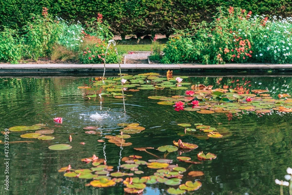 Obraz pond with flowers