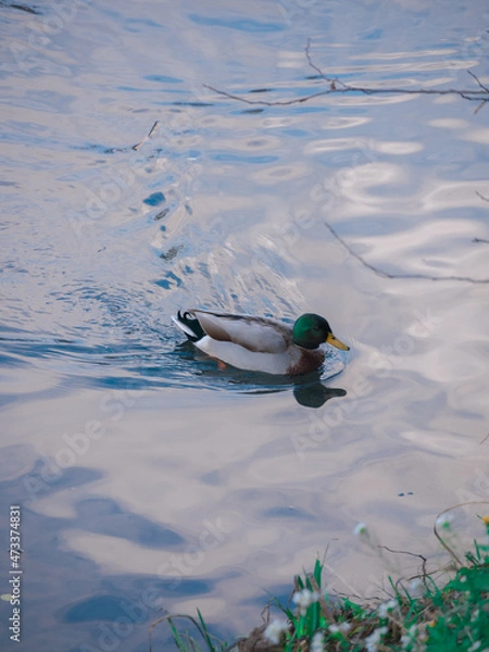 Obraz Canard dans l'eau