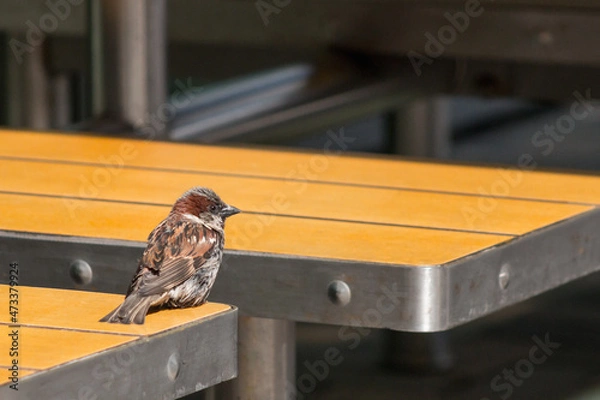 Fototapeta A disheveled sparrow on an orange table in the dining room