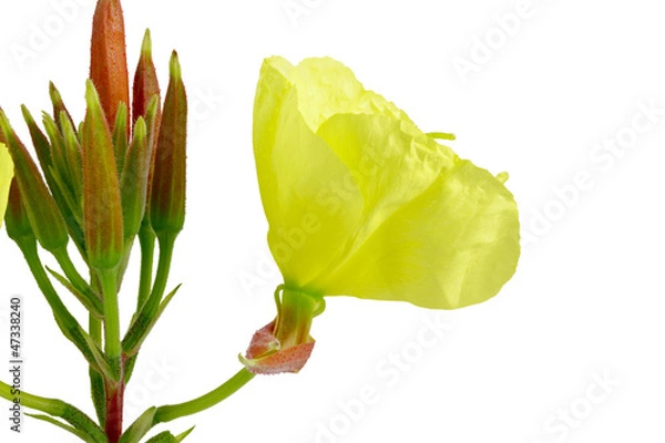 Obraz Kwiat wiesiołka