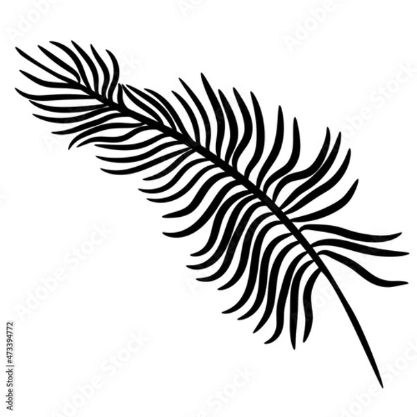 Obraz feather illustration svg vector on transparent background