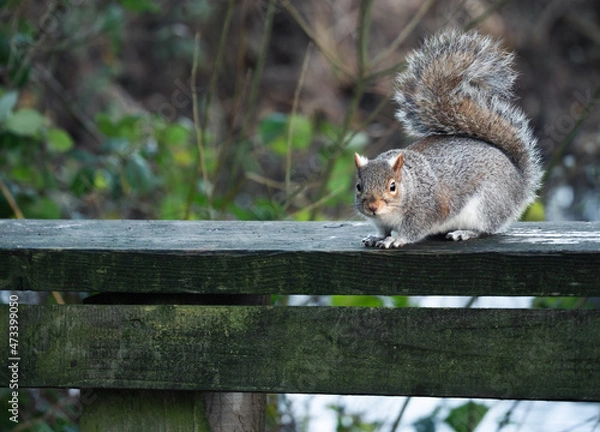 Obraz squirrel on a tree in longton