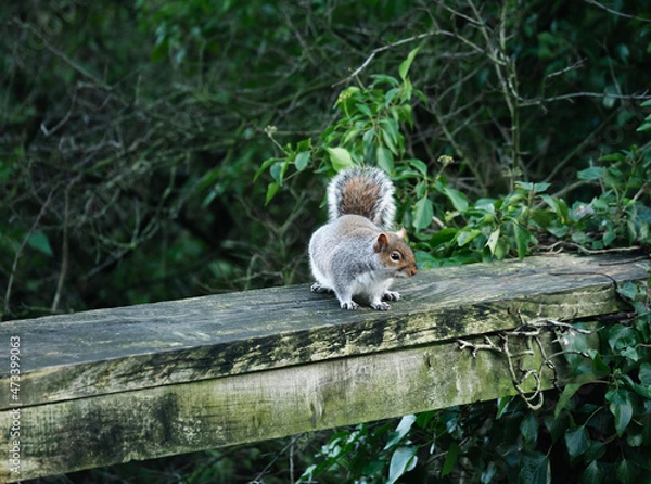 Obraz squirrel in the park