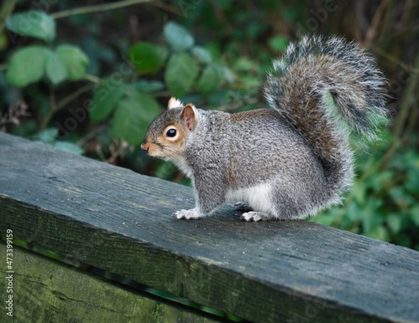 Obraz Squirrel at Longton Brickcroft
