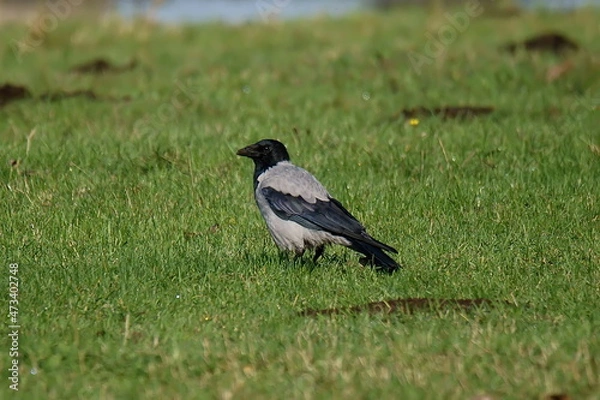 Fototapeta Wrona siwa