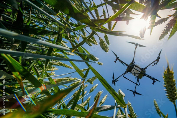 Fototapeta A sprayer drone flies over a wheat field. Smart and precision farming
