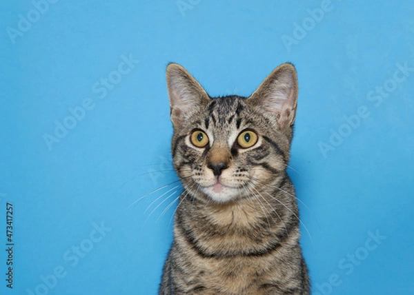 Fototapeta Portrait of an adorable grey tabby kitten looking to viewers left. Blue background with copy space.