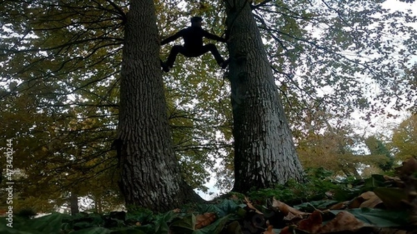 Fototapeta Tree climbing