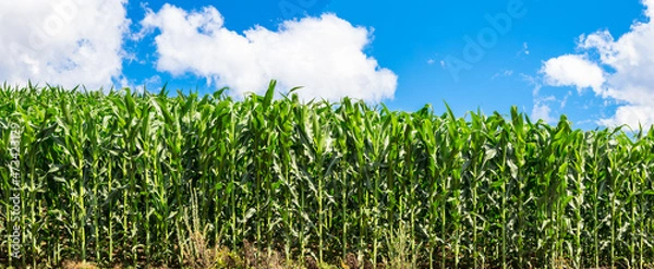 Fototapeta Corn field and blue sky with clouds.