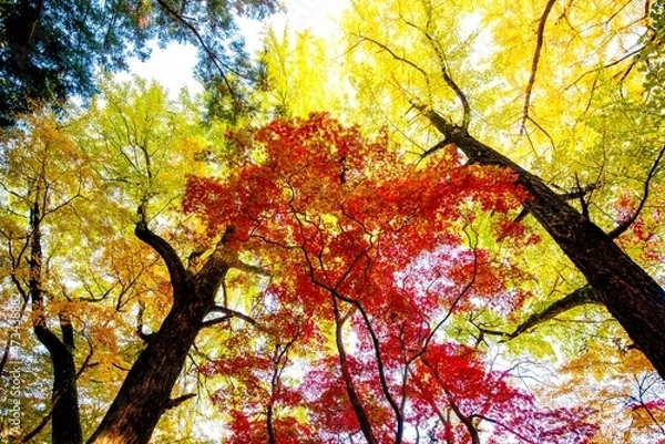 Obraz 耶馬渓の紅葉