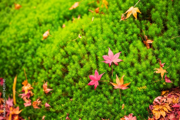 Obraz 秋・紅葉・日本庭園イメージ　祇王寺
