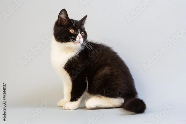 Fototapeta 白と黒のショートヘア　子猫