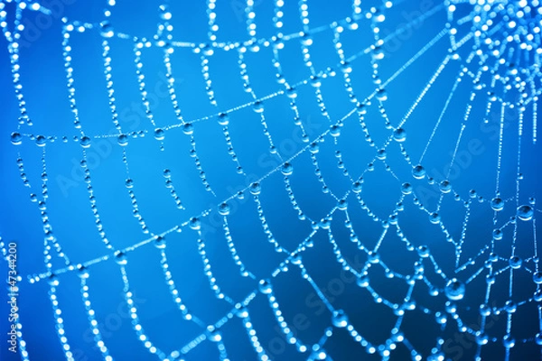 Obraz Cobweb with dew drops