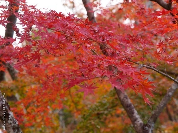 Obraz 紅葉_2021_002