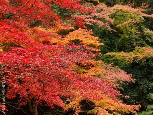 Obraz 紅葉_2021_003