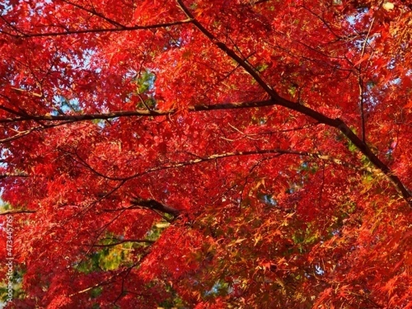 Obraz 紅葉_2021_006