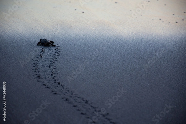 Obraz turtle footprints