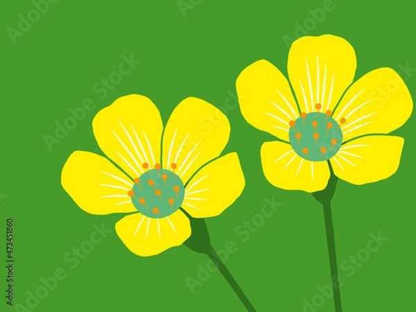 Obraz かたばみの花