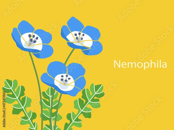Obraz 花・ネモフィラ