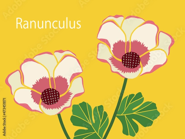 Obraz 花・ラナンキュラス